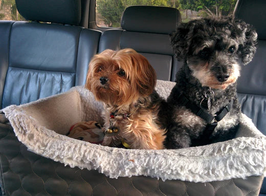 Pet Car Seats 101: A Crash Course in Canine Travel Safety