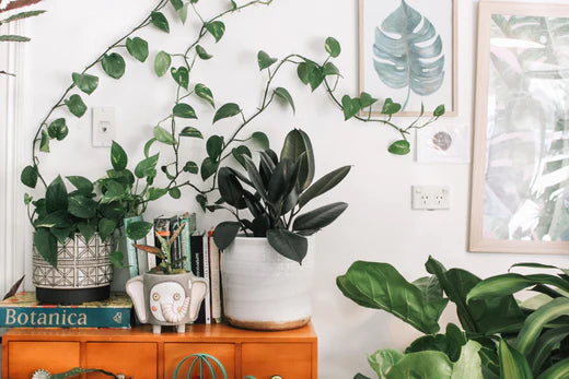 Artificial Plants vs. Real Plants: Debunking Myths and Making the Right Choice