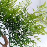 SOGA 180cm Nandina Heavenly Bamboo Tree Artificial Plant Home Accent Decor