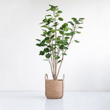 SOGA 4X 150cm Plastic Potted Polyscias Scutellaria Plant Home Garden Artificial Tree, Home Decor