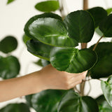 SOGA 4X 150cm Plastic Potted Polyscias Scutellaria Plant Home Garden Artificial Tree, Home Decor