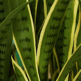 SOGA 4X 95cm Artificial Indoor Yellow Edge Tiger Piran Fake Decoration Tree Flower Pot Plant
