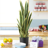 SOGA 4X 95cm Artificial Indoor Yellow Edge Tiger Piran Fake Decoration Tree Flower Pot Plant